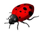 lady bug