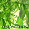 chinese bamboo